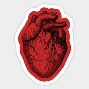 Human Heart - Vintage Medical Diagram Sticker